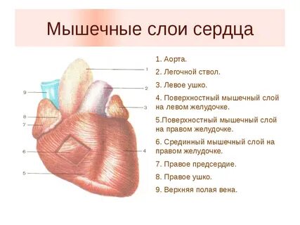 Строение мышцы сердца