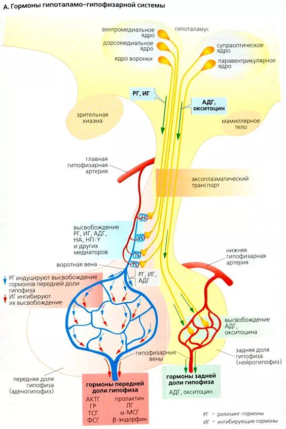 Гипоталамо гипофизарная система гормоны гипоталамуса. Гипоталамо-гипофизарная система гормоны схема. Гипоталамоэпифезарная система. Гипоталамо-гипофизарная система характеризуется. Гипотоламогтпофизарная система.