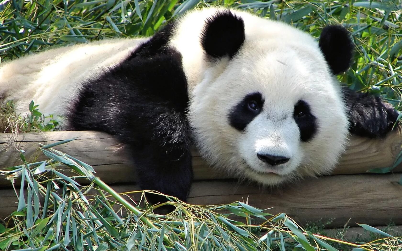 Большая Панда или бамбуковый медведь. Панда в Евразии. Панди панди. Панда бамбуковый медведь.