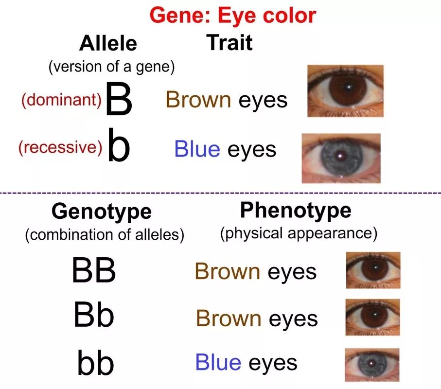 Генетическое наследование цвета глаз. Генетика цвет глаз наследование. Генетика цвет глаз наследование таблица. Таблица цвета глаз родителей.