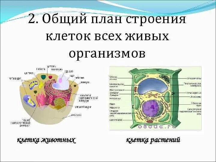 Сходное строение клеток растений и животных. Общий план строения клетки. общий план строения живых организмов. общий план строения всех клеток. общий план строения животной клетки.