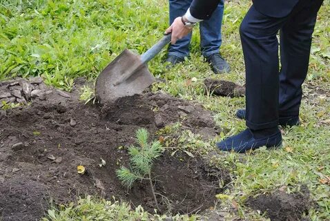Какую землю посадить