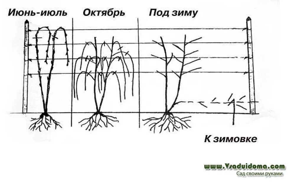 Как обрезать ежемалину