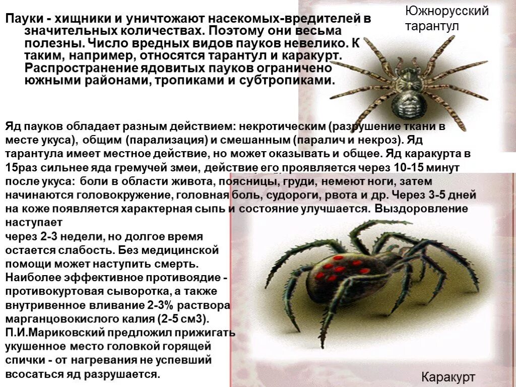 Тип пауков в биологии
