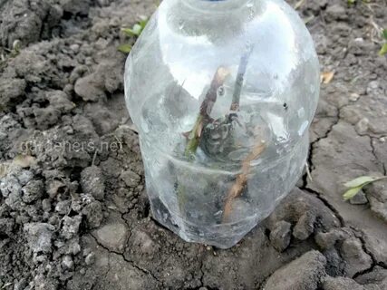 Посадка роз под банку
