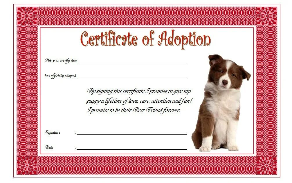 Adoption Certificate. Adoption Certificate of animal. Adoption Certificate примеры. Adoption Certificate of Duckbill. Adoption перевод