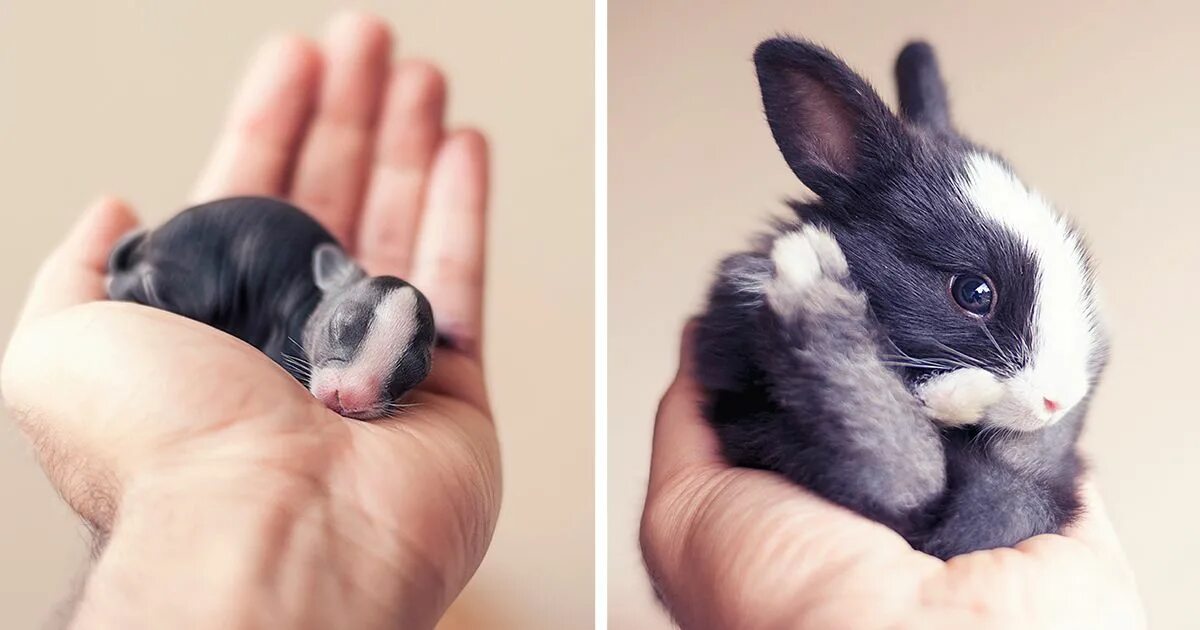 Необычные кролики. Маленькие кролики. Новорожденные крольчата. Детеныш кролика.