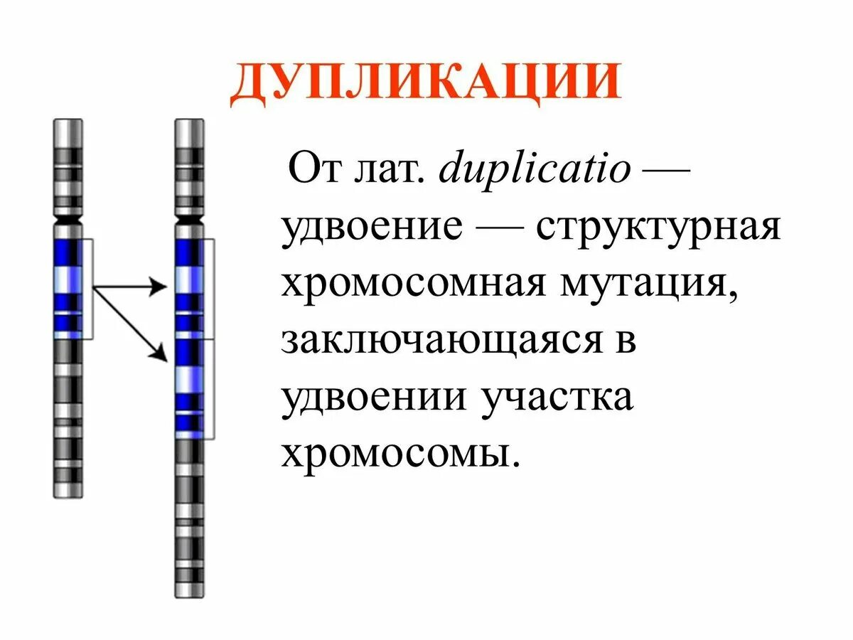 Удвоение участка хромосомы какая мутация. Схема дупликации генетика. Дупликация Гена. Схема дупликации хромосом. Дупликация это в генетике.