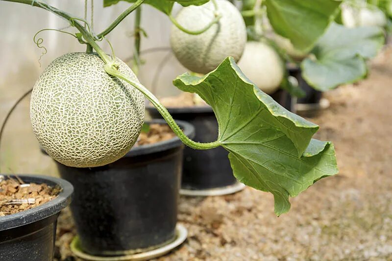 Дыня выращивание и уход. Посадка дыни. дыня канталупа &quot;hearts of gold&quot;. melon grow. cantaloupe planting basics.