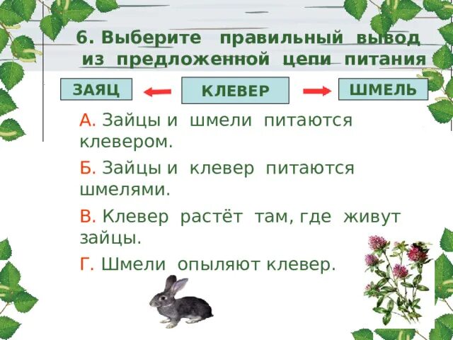 Пищевая цепь жаворонка. Пищевая цепочка клевер. Пищевая цепь. Пищевая цепочка с зайцем. Цепочка питания.
