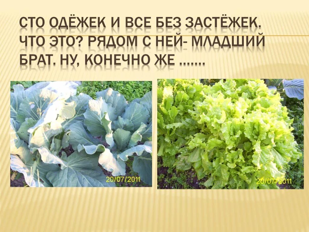 Загадку 100 одежек. Сто одёжек и все без застёжек загадка. сто одежек, и все без застежек. сто одежек и все без. 100 одежек и все без застежек.