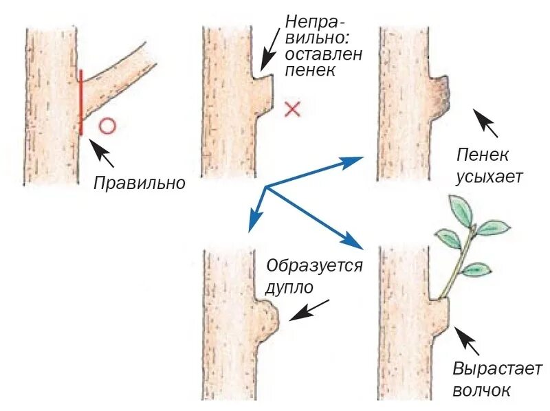 Подрезка веток яблонь. Обрезка яблони правильный срез. Правильная обрезка ветки яблони. Спил веток плодовых деревьев на кольцо.