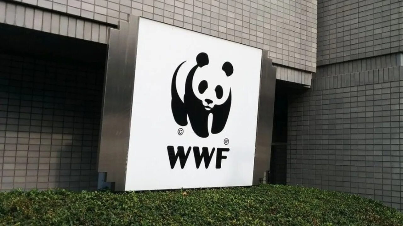 Всемирный фонд дикой природы WWF России. ВВФ фонд дикой природы. Всемирный фонд дикой природы эмблема. Всемирный фонд природы (WWF) России*.