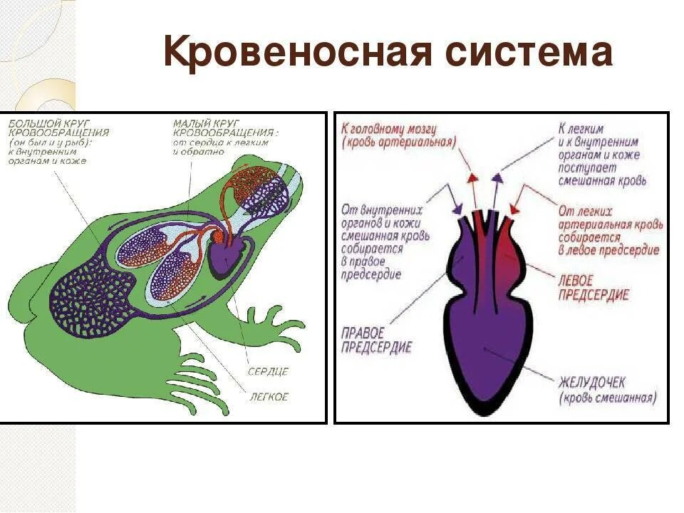 Какая кровь течет от легких у рептилий