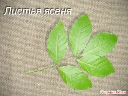 Ясень тип листа