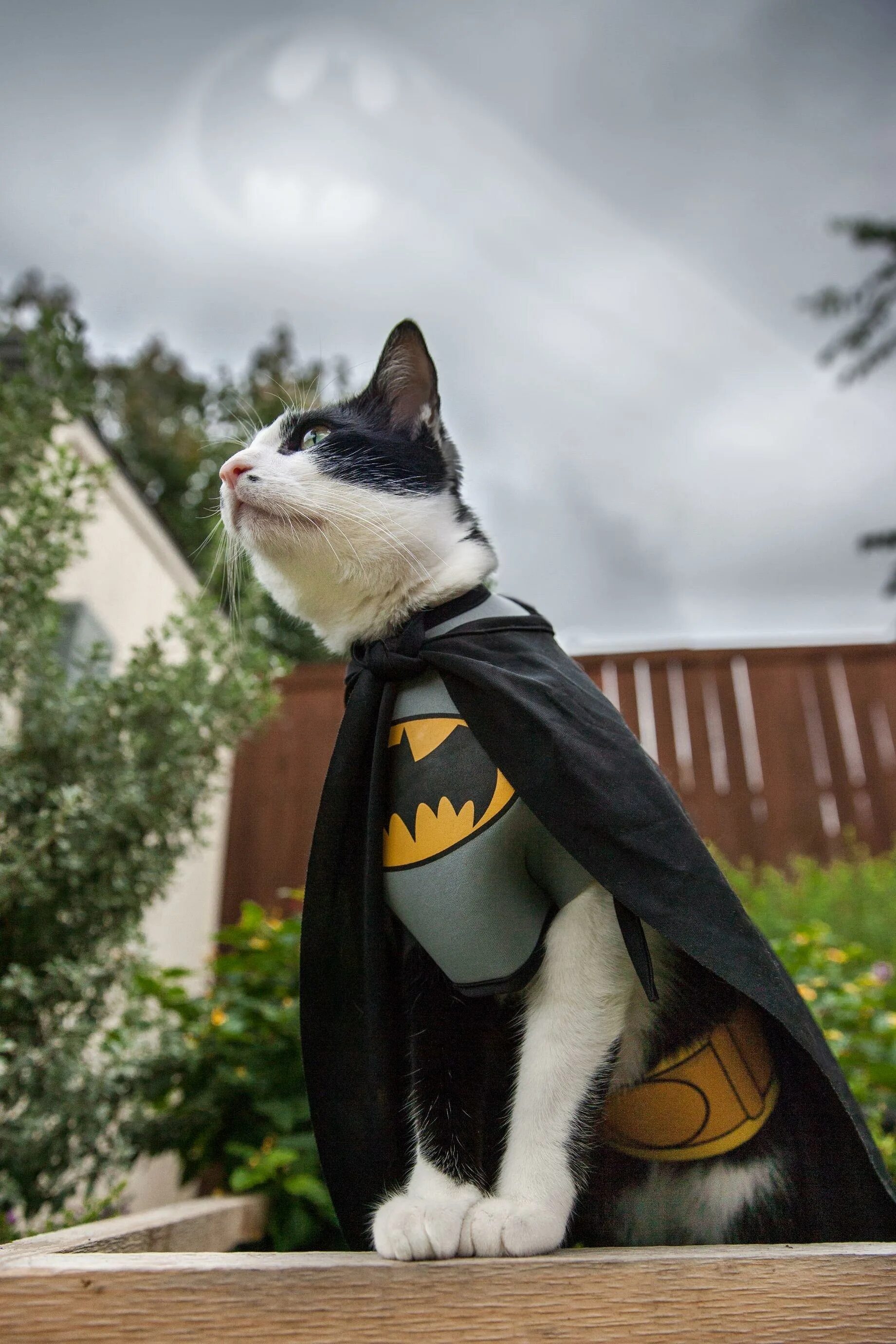 Смешные авы с котиками. Кот в костюме. Кот в костюме Бэтмена. Костюм Бэтмена для кошки. Супер кошка.