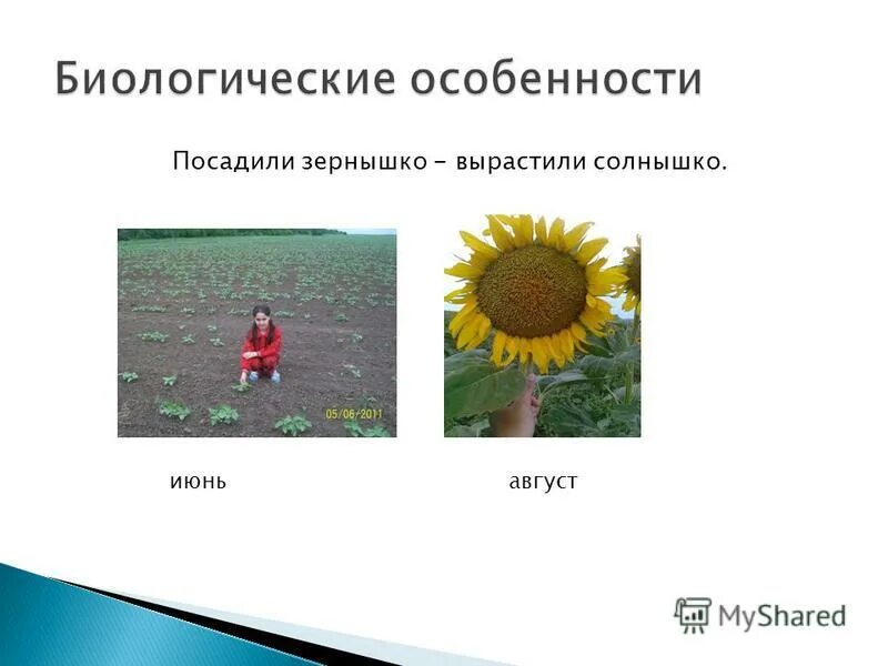 Посадили зёрнышко вырастили солнышко 10. Уронило солнышко лучик золотой. Выросло солнышко. Выросло солнышко. Выросло солнышко.