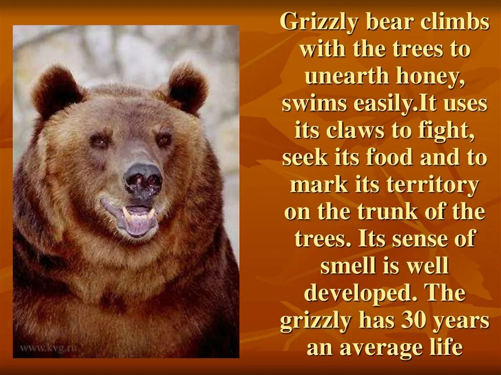 Bear bore born перевод на русский. Гризли на английском. Медведь Гризли на английском. Стих Grizzly Bear. Стишок про медведя на английском.