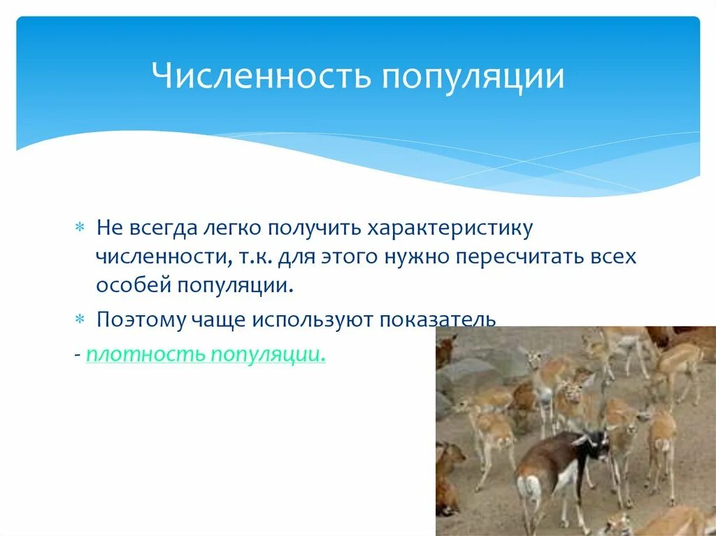 Численность популяции. Популяция презентация. Численность и плотность популяции. Численность популяции это в биологии. Изменение численности особей популяции называют