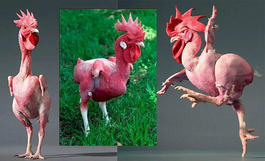 Человек животное без перьев