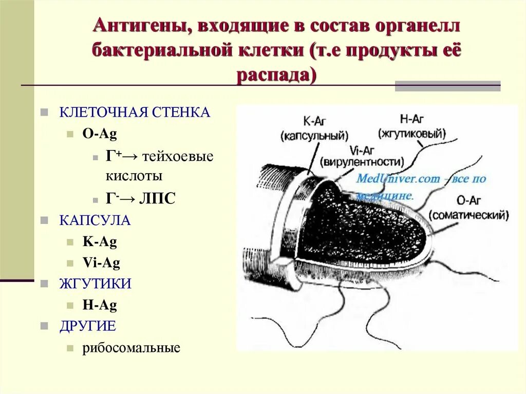 Экзогенные антигены. Антигены бактериальной клетки. Антигены микробной клетки. Охарактеризуйте основные антигены бактериальной клетки. Соматический антиген бактерий.