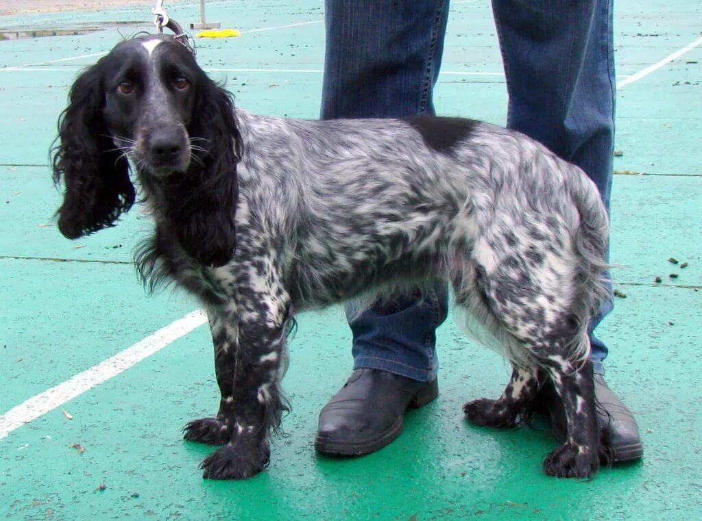 Русский охотничий спаниель размер. Русский охотничий спаниель размер. Русский охотничий спаниель размер. Русский охотничий спаниель пегий. Русский охотничий спаниель размер.