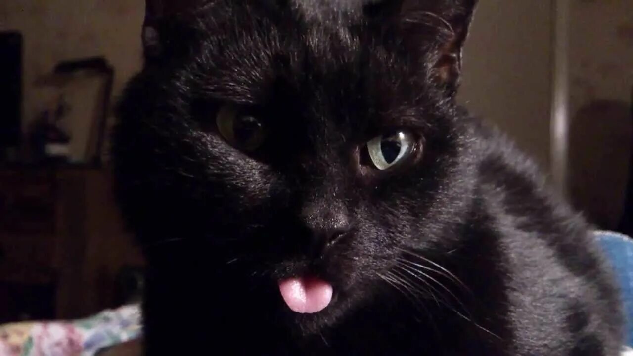 Черная кошка с высунутым языком. Черная кошка показывает язык. Черный кот показывает язык. Длинный черный язык