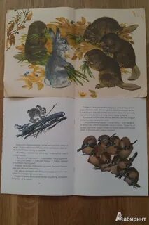 Листопадничек энциклопедия или справочник