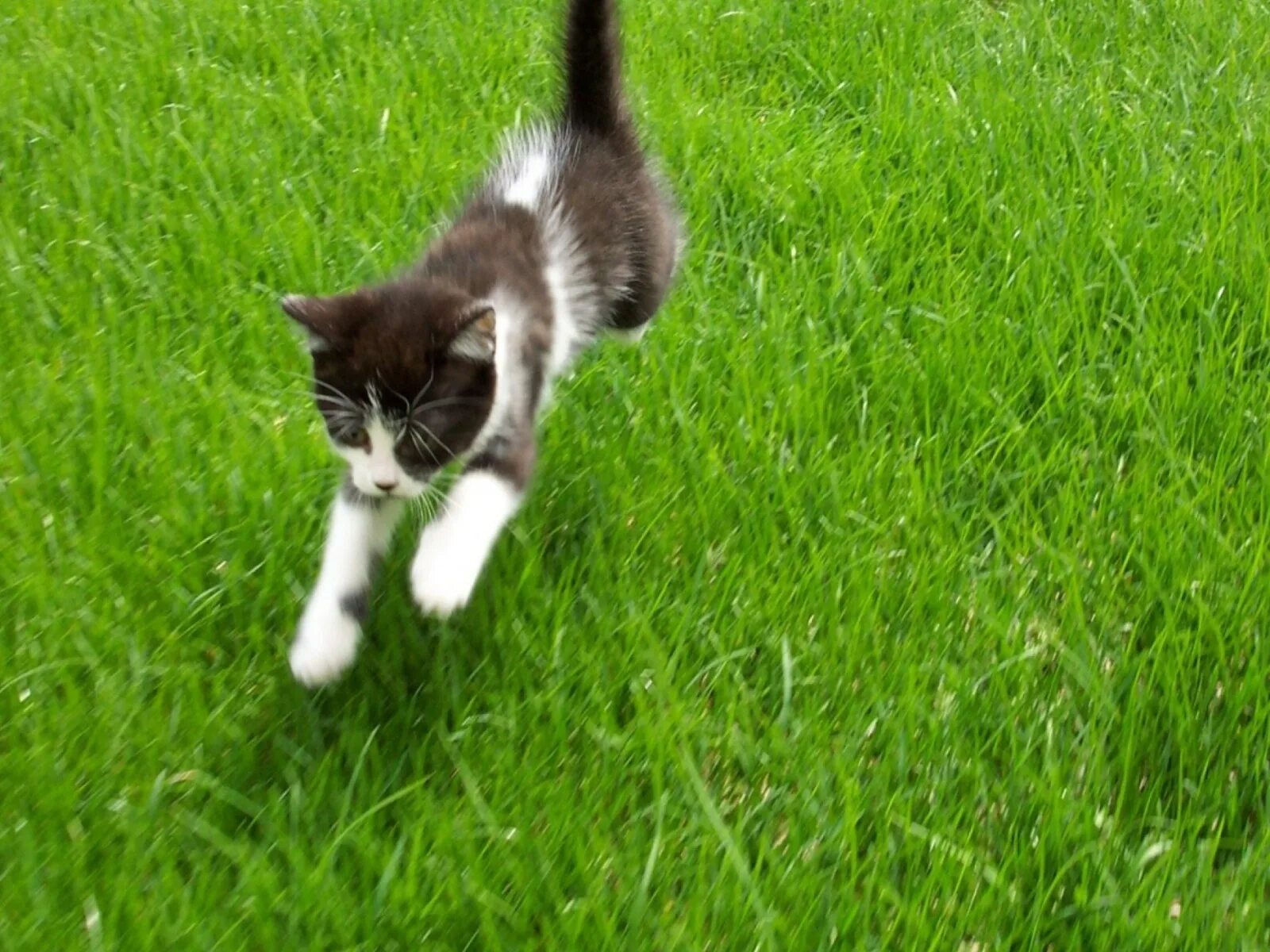 Кот бежит. Кот убегает. Котята бегают. Трава для кошек.