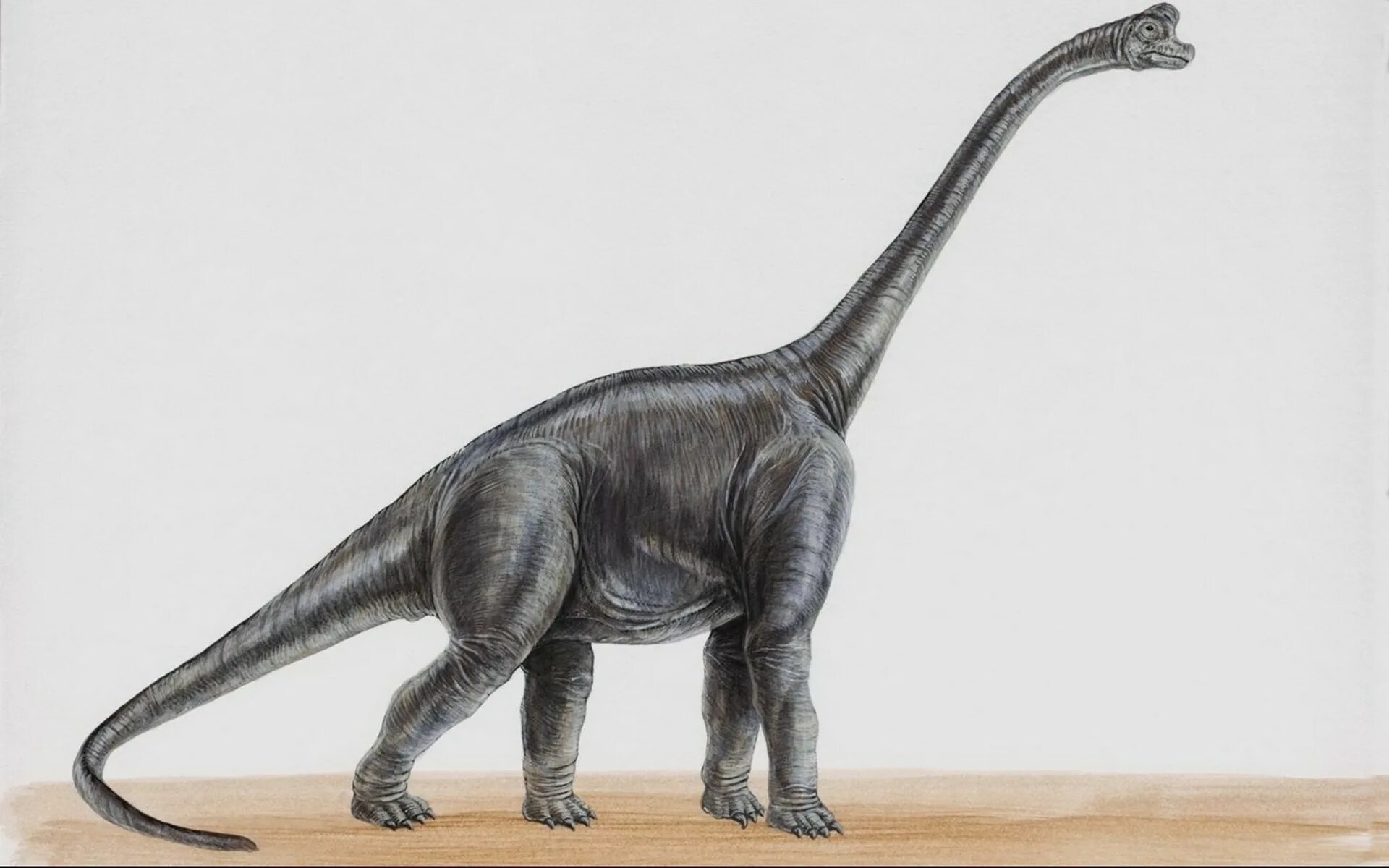 Длинношеий динозавр. Брахиозавр динозавр. Длинношеий динозавр Диплодок. Брахиозавр динозавр Диплодок. Травоядные динозавры Брахиозавр.