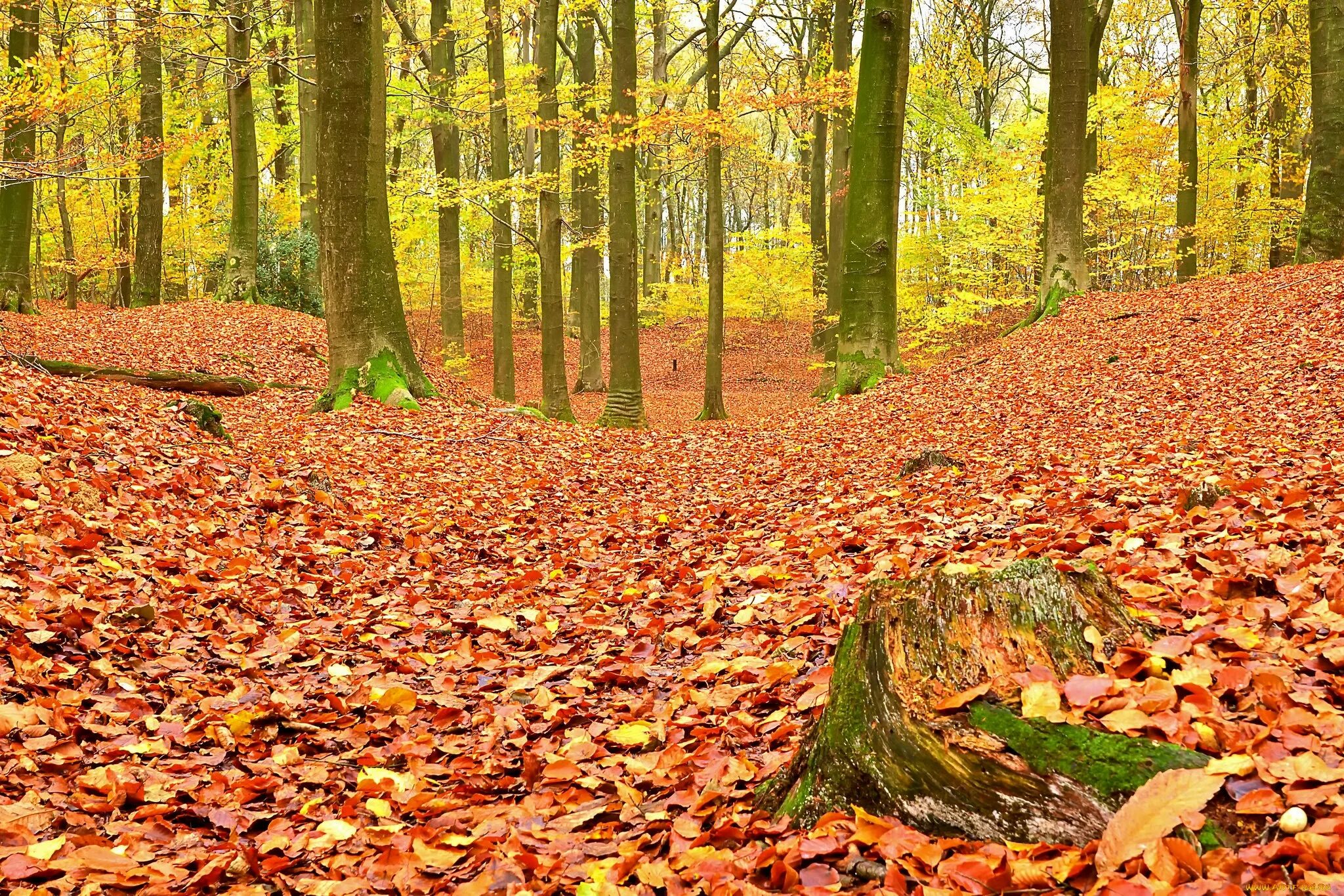 Много листьев в лесу. Папоротники осень лес. Осенние листья. Много листьев в лесу. Осень листопад.