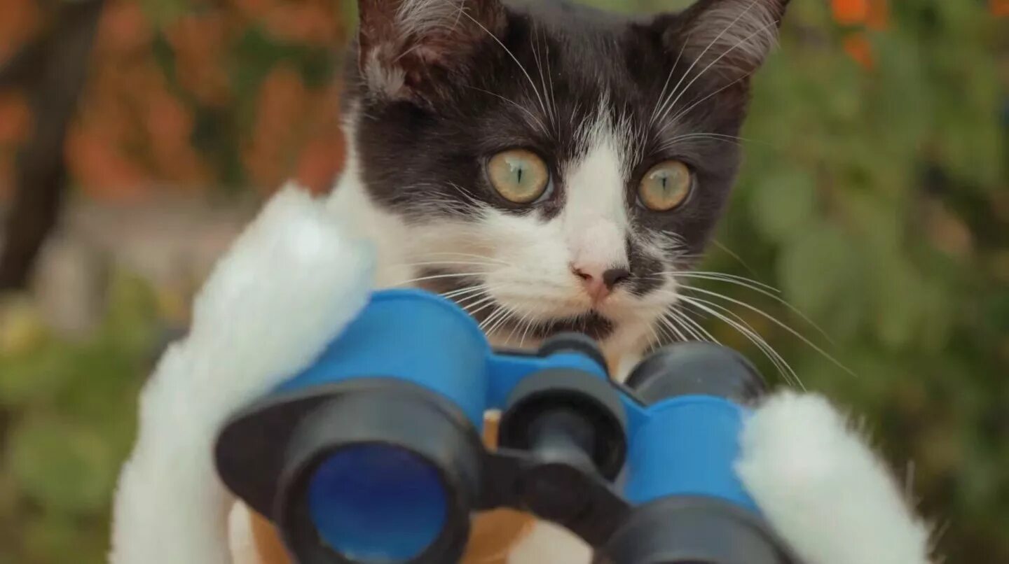 Боевой кот. Кошачий спецназ. Кот против зомби. Игра про боевых котов. Боевой кот.