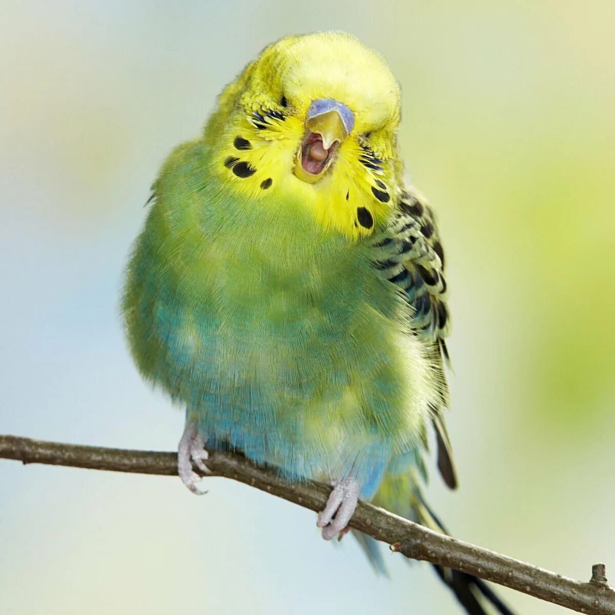 Волнистый попугайчик Чех. Желтоголовый волнистый попугай. Желтолицый волнистый попугай. Волнистик хохлатый попугай.
