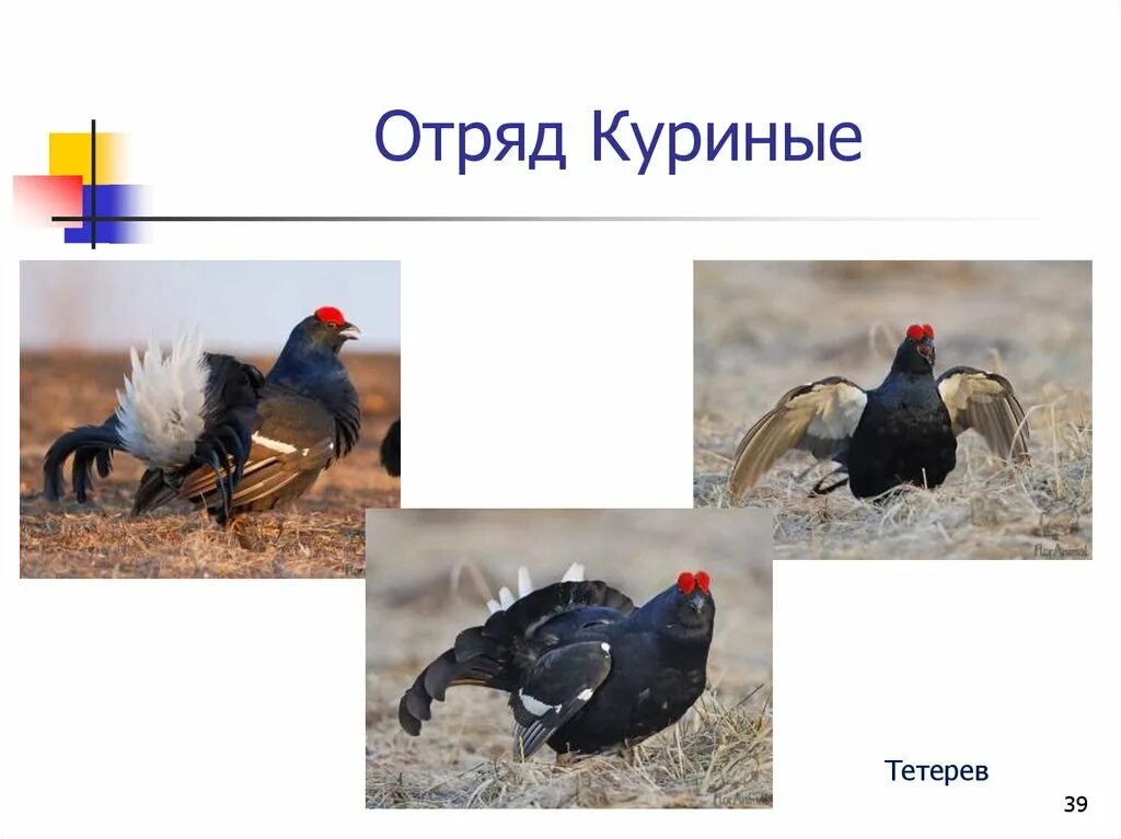 К какому отряду куриных
