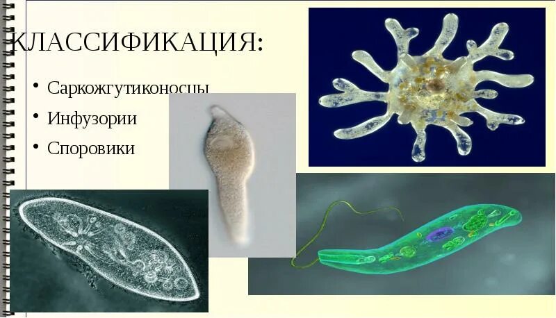 Тип саркожгутиковые примеры животных. Саркожгутиковые одноклеточные. саркожгутиконосцы инфузории. классификация саркожгутиконосцев. классификация одноклеточных.