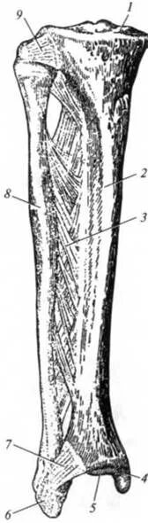 Кости голени соединения. Межберцовый сустав. Межкостная перепонка голени. Межкостная мембрана голени. Обызвествление межкостной мембраны голени.