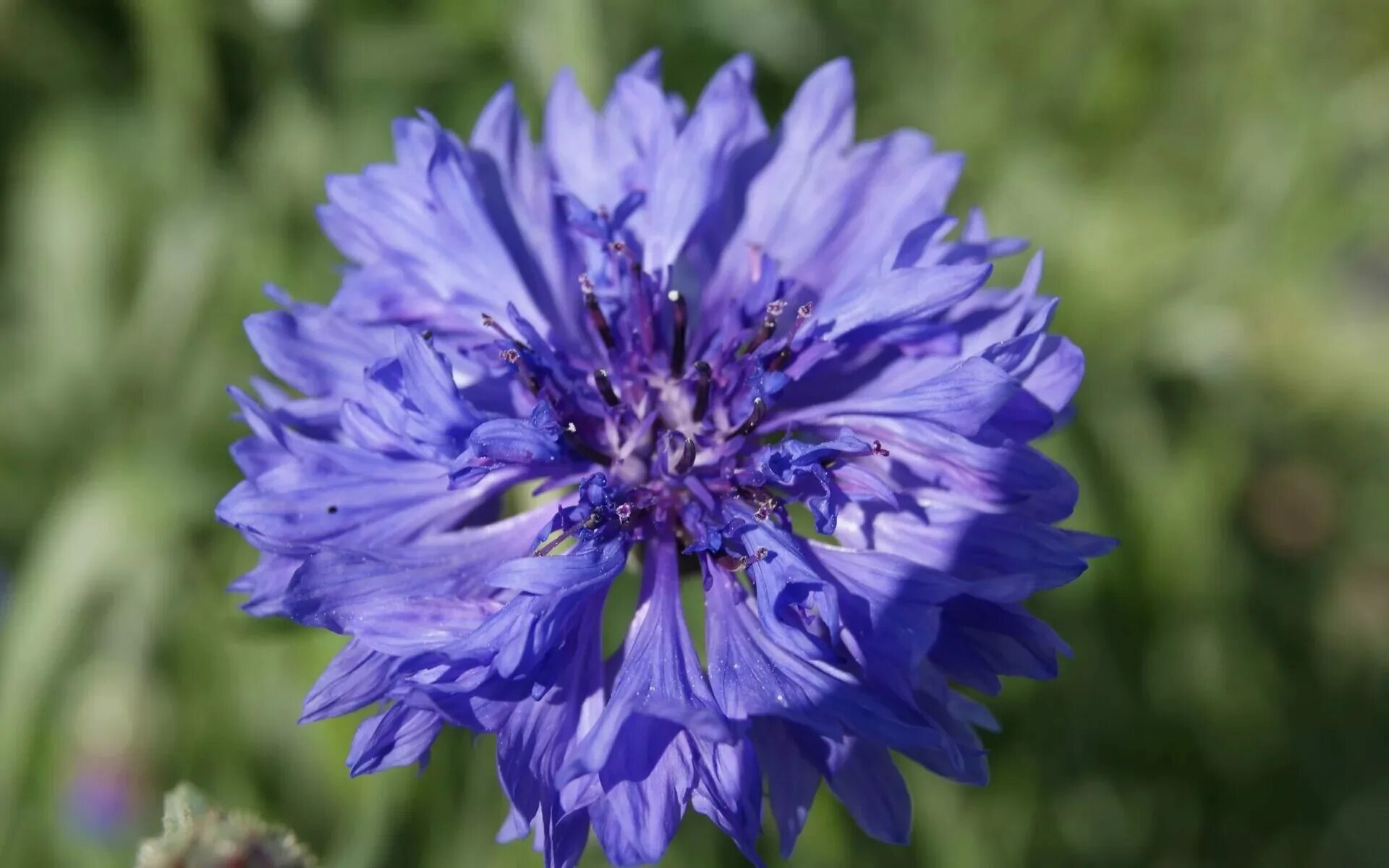 Васильки 15. Василек синий Корнфловер. Василек синий (Centaurea cyanus). Василек синий "Блауэр Юнге". Василек полевой.