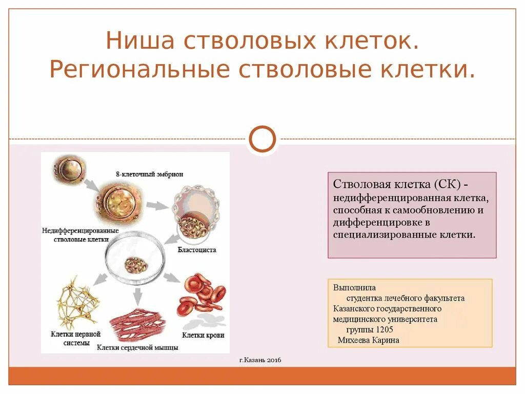 Сколько стволовых клеток. Региональные стволовые клетки. Ниши стволовых клеток. Ниша стволовой клетки. Регионарные стволовые клетки.