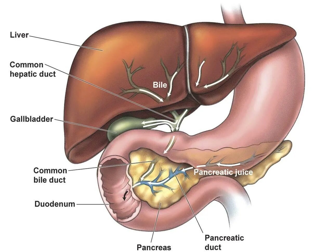 Анатомия человека желчный пузырь расположение. Печень и желчный пузырь анатомия на человеке. Печень желчный пузырь поджелудочная железа анатомия. Печень и желчный пузырь анатомия картинки на человеке. В каком боку печень