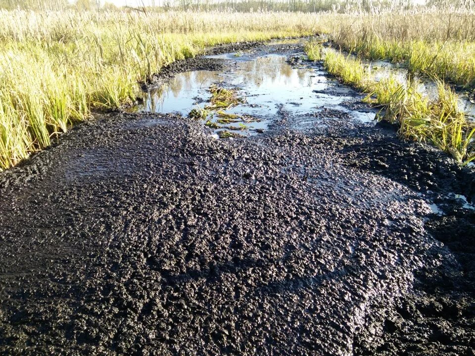 Торфяная болотная. Торф и торфяные болота. Торфяная трясина. Осушенное Торфяное болото. Торф болотный.