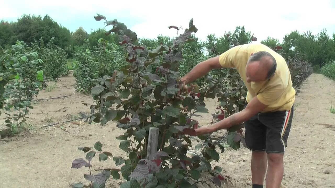 Подрезка яблонь весной схема. Обрезать грецкий орех весной. Грецкий орех на штамбе. Схема обрезки грецкого ореха весной. Формировка грецкого ореха схема.