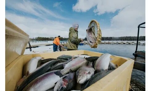 Fish gov