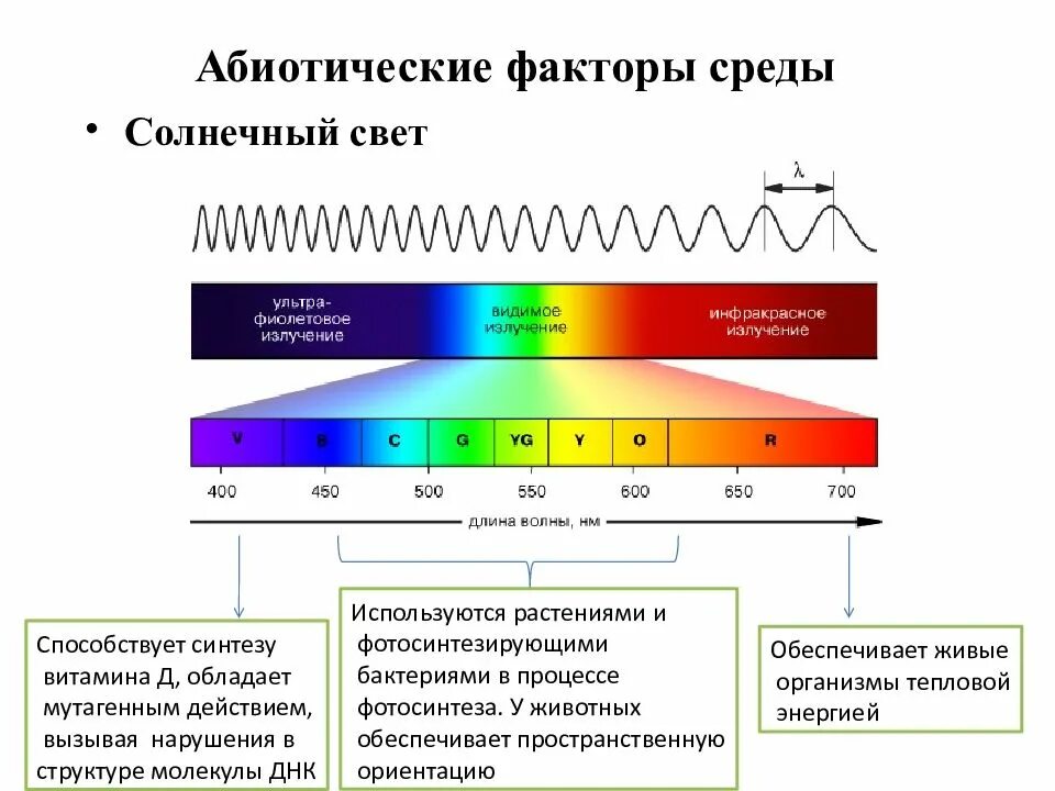 Реакция организма на изменение длины светового дня. Реакция организма на изменение длины светового дня