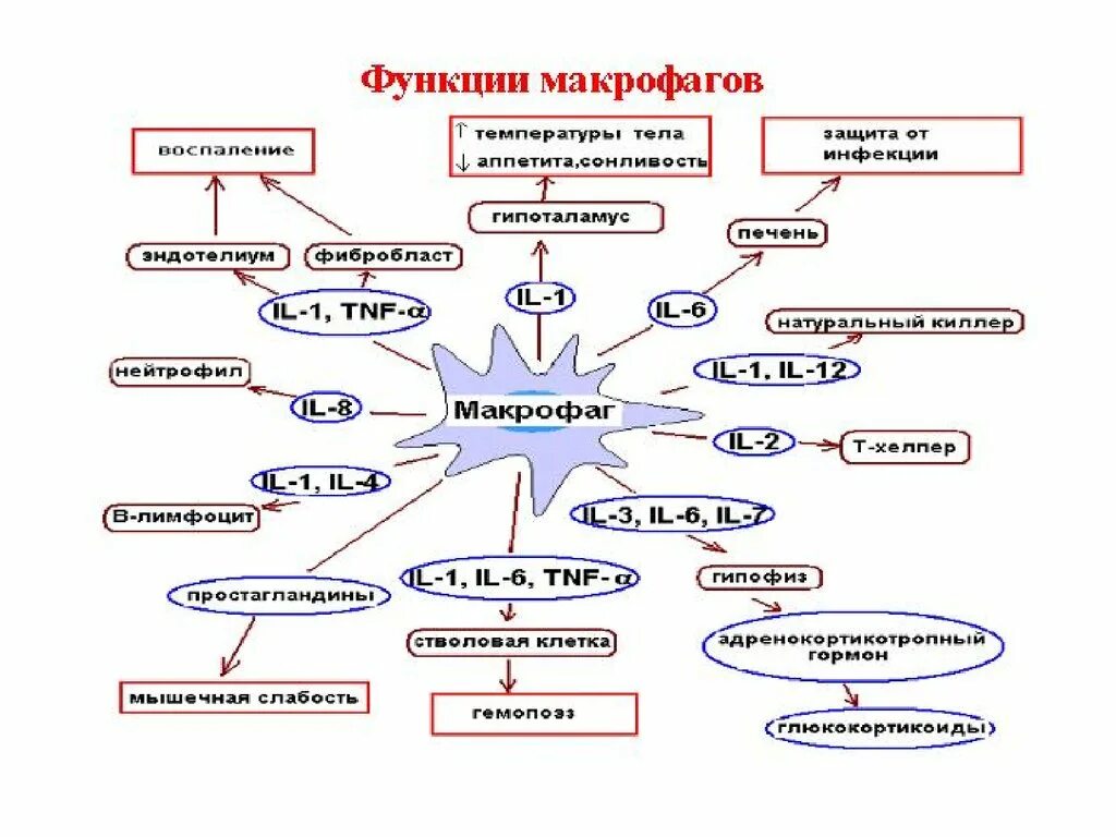 Функции макрофагов иммунология. Макрофаги выполняют следующие функции. Виды тканевых макрофагов. Схема развития макрофагов. Роль макрофагов