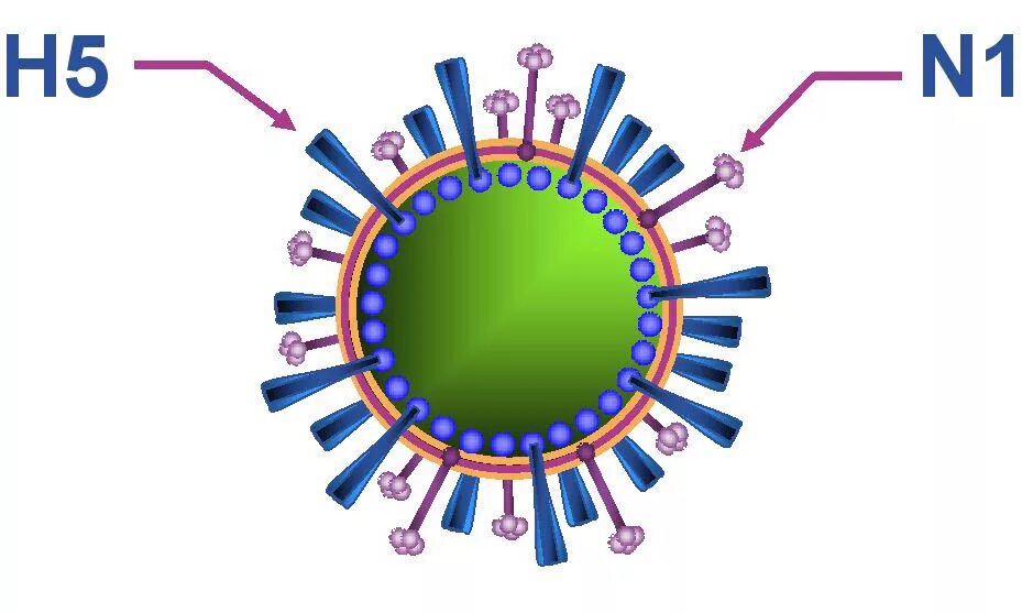 Грипп н5. Вирус h5n1. Вирус гриппа h5n1. Птичий грипп строение вируса.