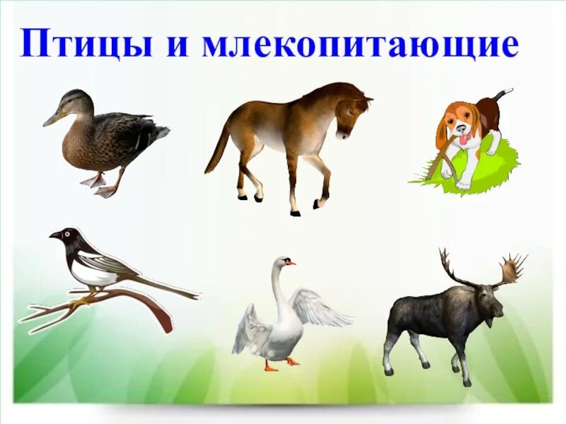 Детеныш птиц млекопитающих. Млекопитающие птицы. Птицы и мелкие млекопитающие. Представители птиц и млекопитающих. Класс птицы млекопитающие.
