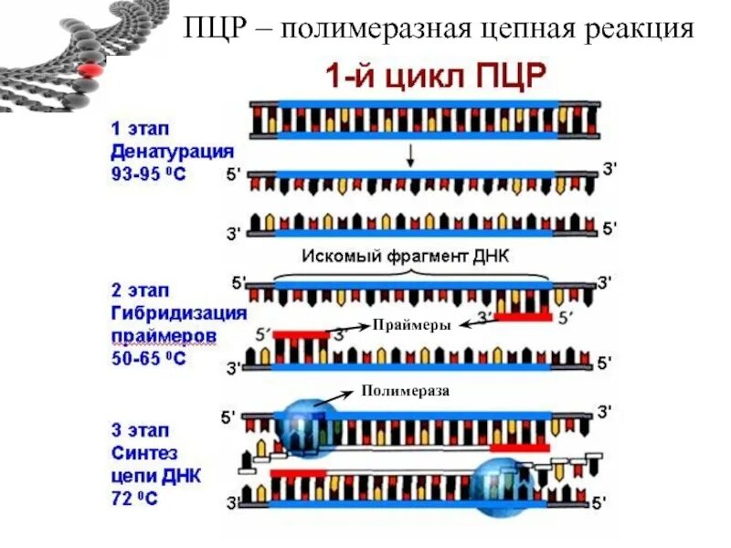 Полимеразная цепная реакция результат. . Полимеразная цепная реакция (ПЦР). Этапы. Компоненты полимеразной цепной реакции таблица. Этапы ПЦР схема. Полимеразная цепная реакция схема.