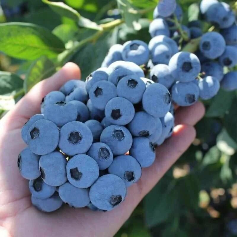 Какой сорт голубики самый сладкий. Голубика высокорослая эрлиблю. голубика высокорослая блюкроп. голубика садовая сорт эрли блю. голубика норд блю куст.
