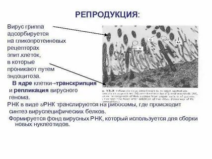 Репродукция происходит