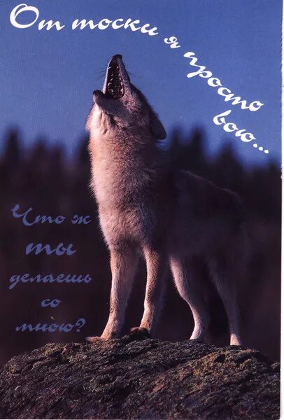 Наргиз обложка. И тут меня озарила прекрасная мысль. Lady wolf star. Она не твоя. М4 вой.